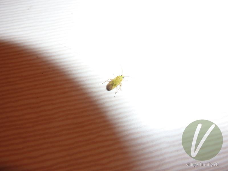 Weichwanze (Megalocoleus molliculus): Übersicht